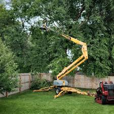 How Our Tree Care Process Works  in  Antigo, WI