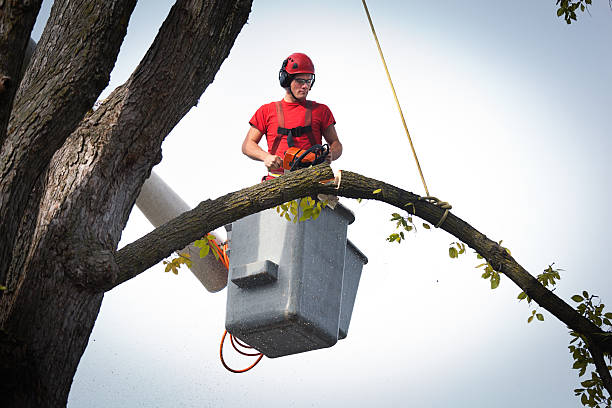 Trusted Antigo, WI Tree Services Experts
