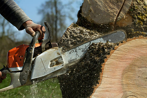 Leaf Removal in Antigo, WI